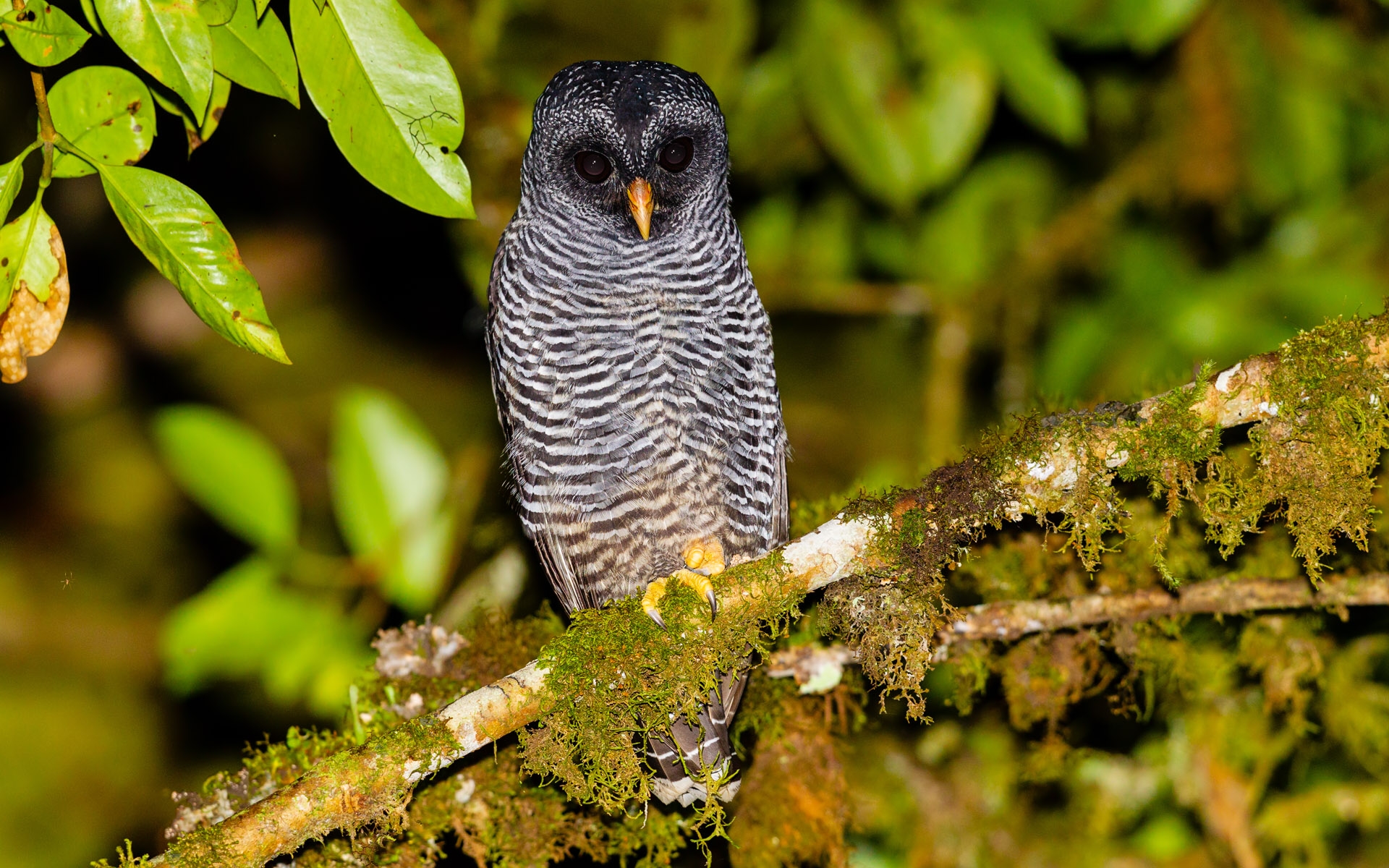 San Isidro Owl (Strix sp.)